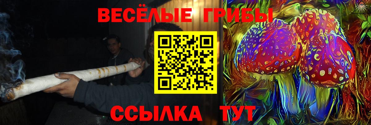 Псилоцибиновые грибы Psilocybine cubensis Красноярск